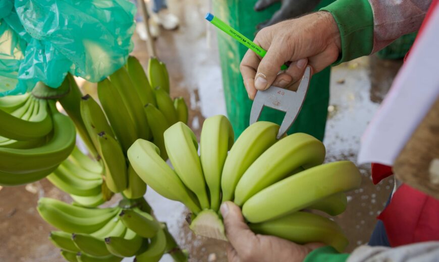 Banana coop APBOSMAM Peru