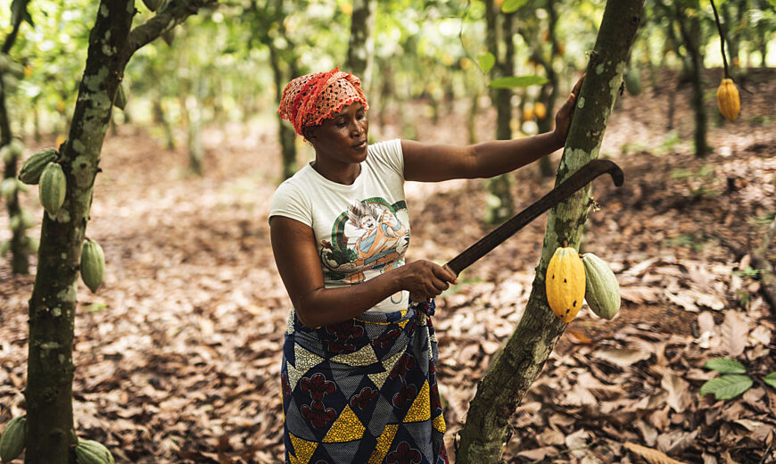The Cocoa farmers fear climate change lowering crop production.