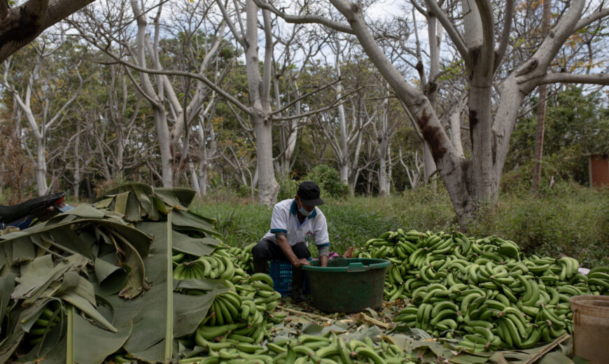 Peru Banana producers 2021 FARMERS Docuseries