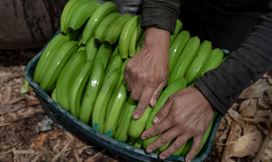 Peru Banana producers 2021 APBOSMAM FARMERS Docuseries 3