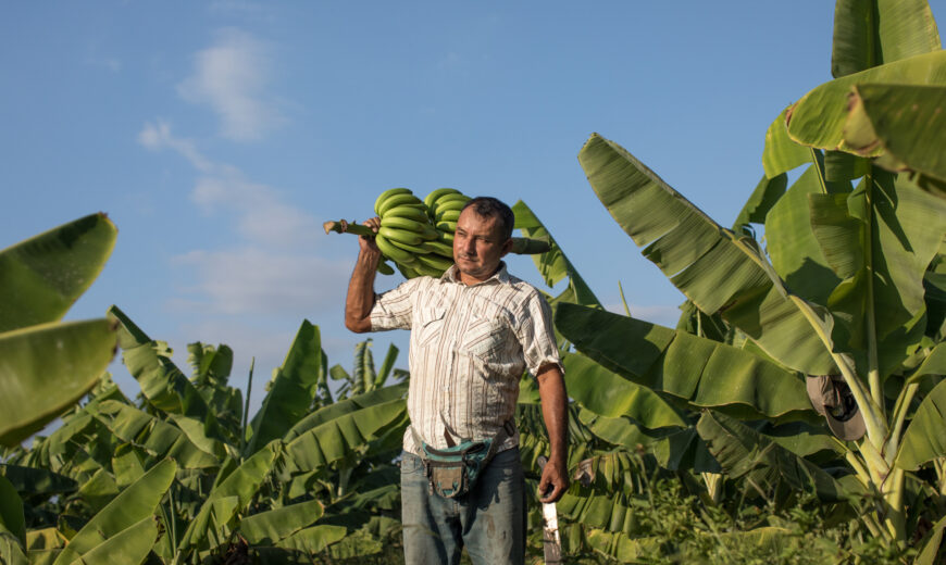 Peru Banana producers 2021 APBOSMAM FARMERS Docuseries