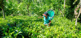 Small Organic Farmers' Assosciation, Sri Lanka