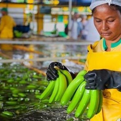 Fairtrade highlights Ecuador and Colombia’s progress in increasing ...