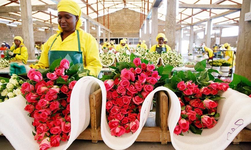 Key Data Fairtrade Flowers And Plants