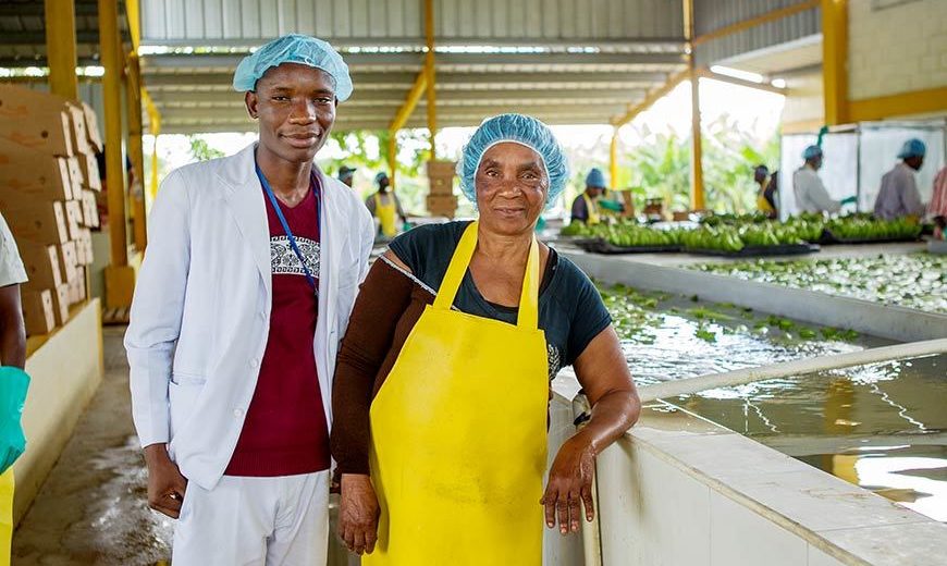 24198 Man Woman Banana Workers Dominican Republic 870