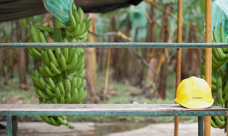 Processing bananas in Ecuador
