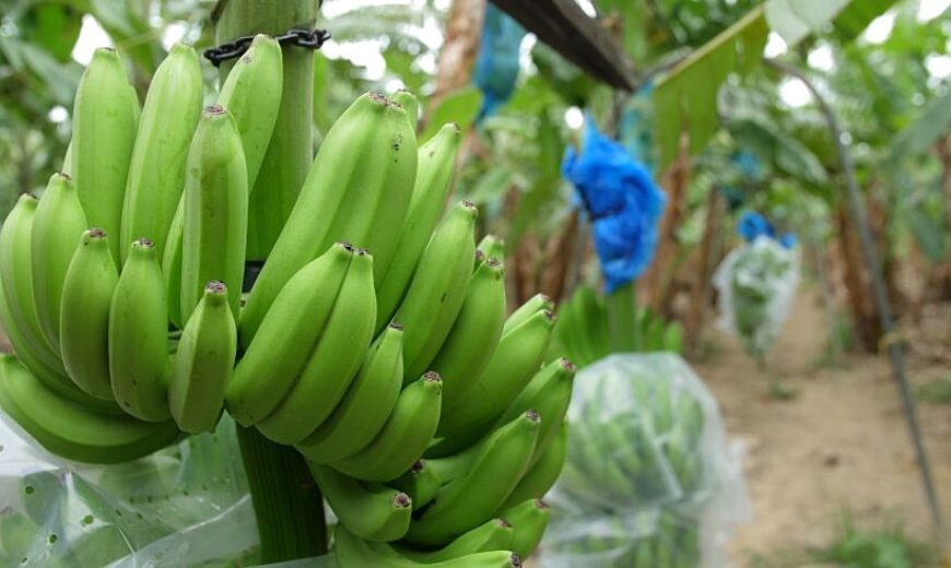 Bananas ready for harvest 870