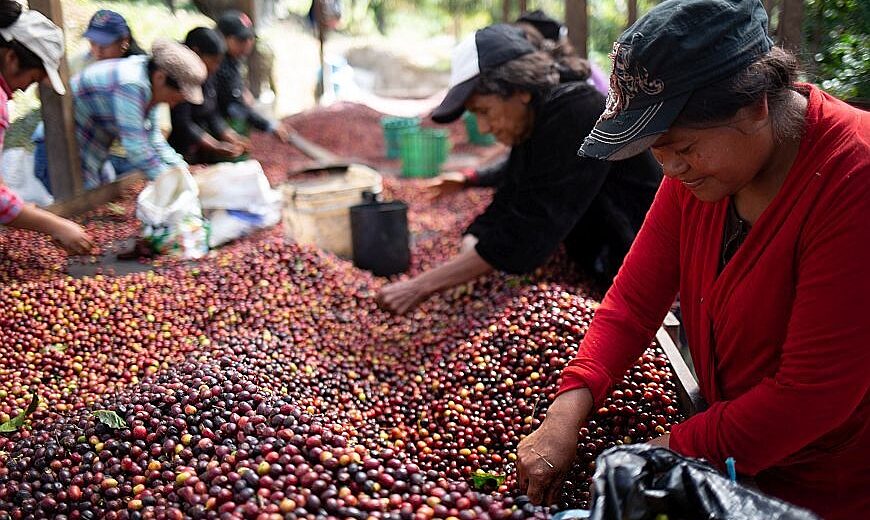 Women sorting coffee cherry from COMSA cooperative Honduras_870