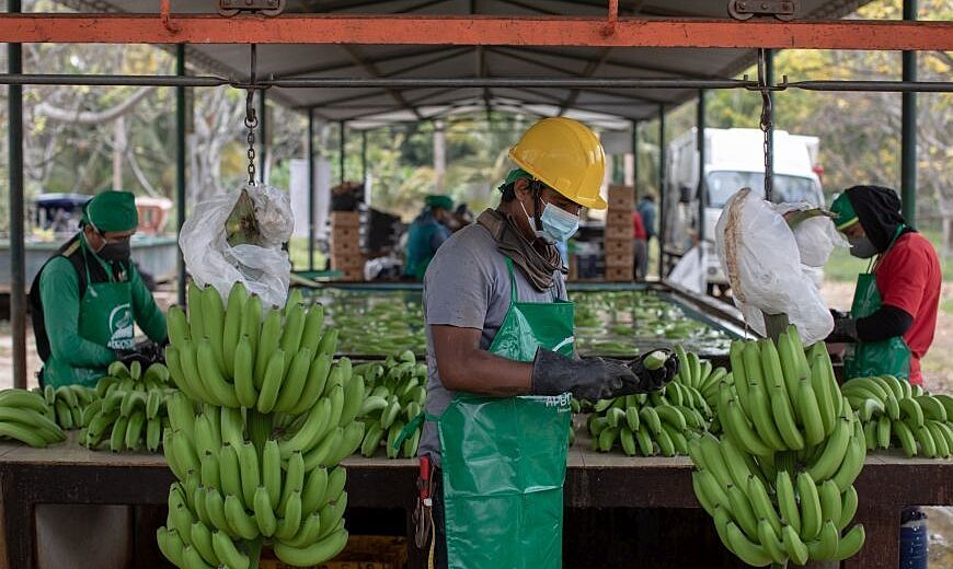 Peru Banana 2021 APBOSMAM FARMERS Docuseries 35264 870