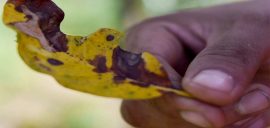 Coffee leaf rust, la roya, is impacting coffee plants.