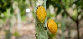 Two yellow cocoa pods on a tree