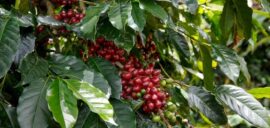 Coffee cherries at KBQB