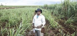 Man sugar cane farmer standing in field, holding a hoe.