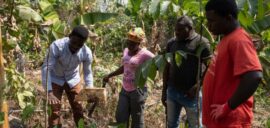 Four farmers standing together, with one farmer holding a piece of banana tree trunk and explaining irrigation practices