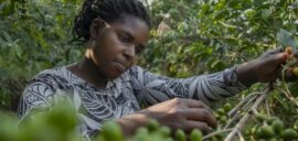 Woman coffee farmer in Uganda inspecting a coffee bush