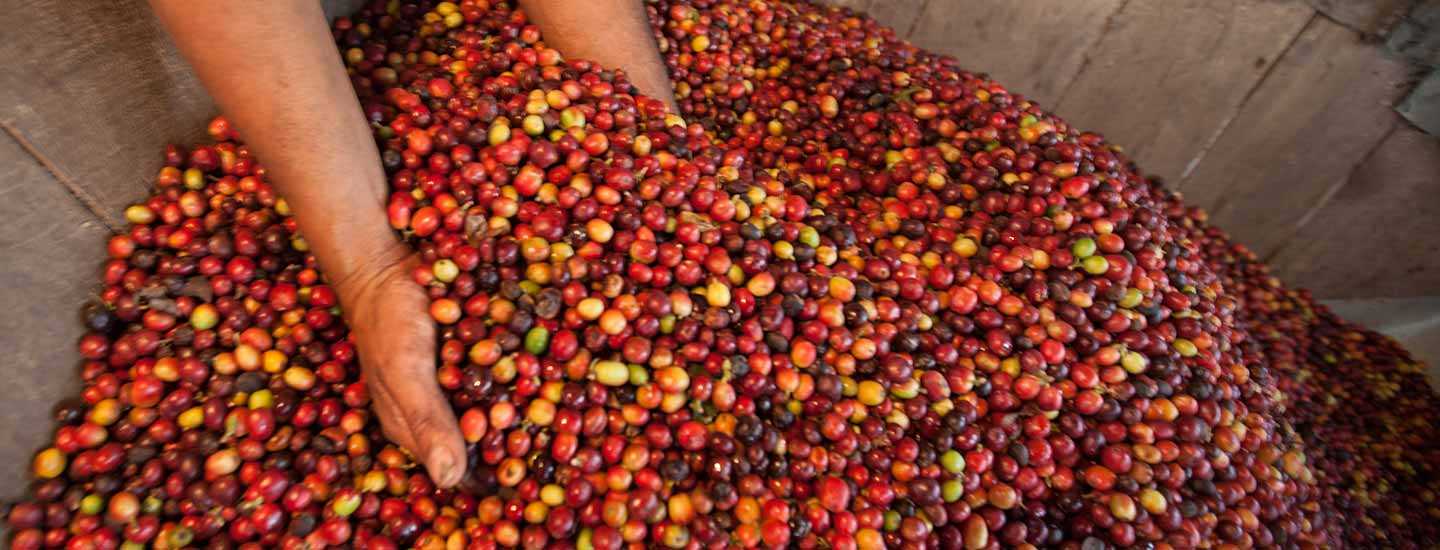Image of farmer scooping coffee cherries