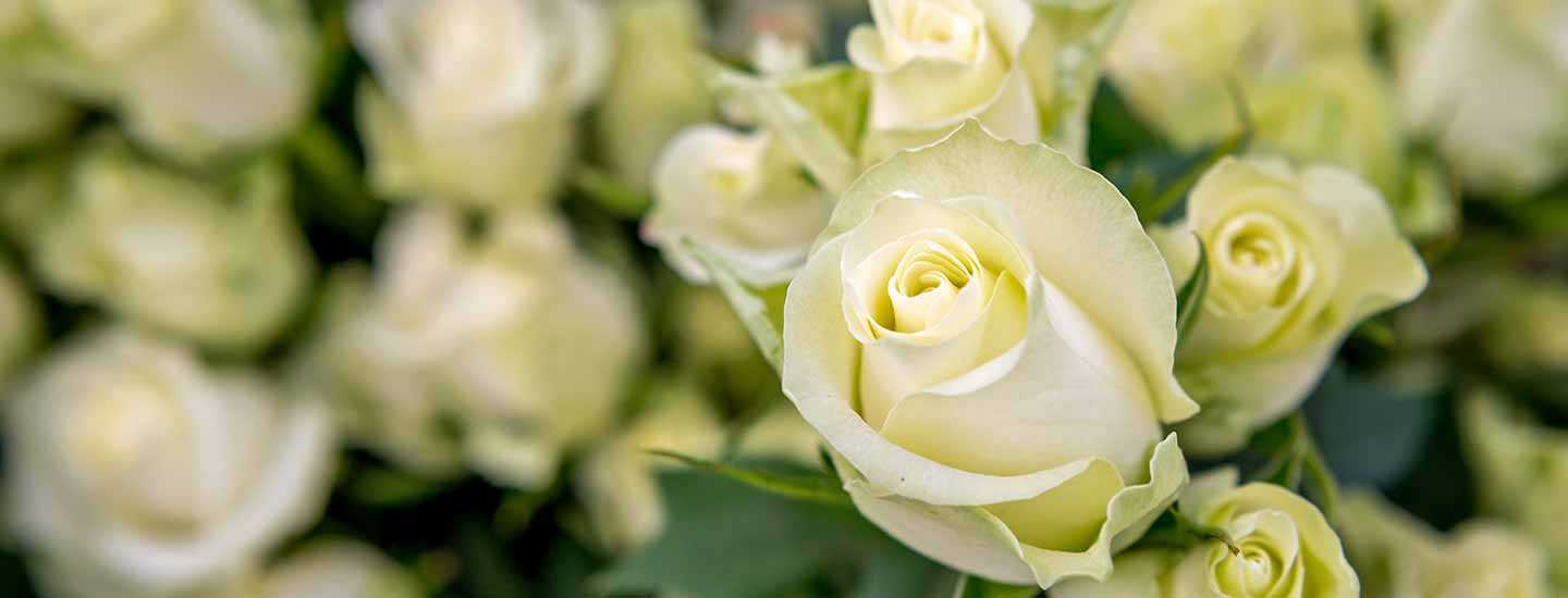Image of white roses at Fairtrade flower farm