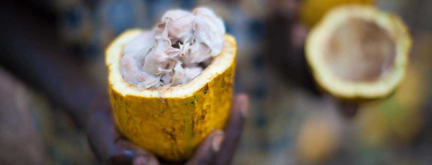 Image of an open cocoa pod