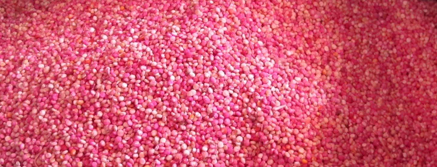 Image of quinoa